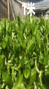 Драцена сандариана бамбук счастья спираль Н100 без пробирки 100