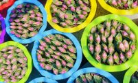 суккулент Фине квуалитй колорфул саил 圆盆 12