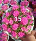 суккулент Карджисонг 14 13