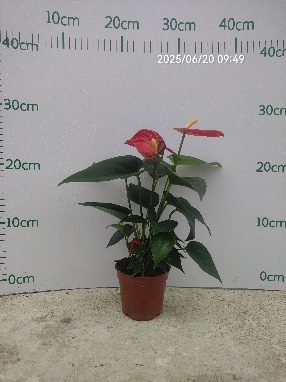 Антуриум Хонг Суккессфуллй 9 28
