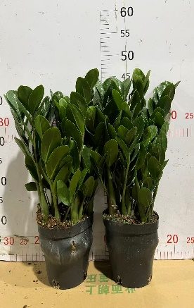 Замиокулькас Раунд Лиф Мани Три А Грейд 15 50
