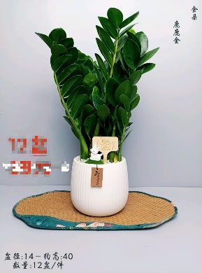 Замиокулькас Дир Дир Голд 14圆瓷盆 14 40