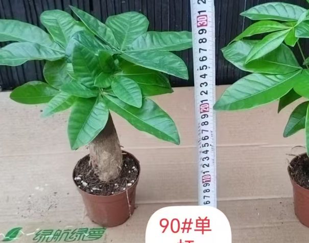 Пахира ствол 9 30