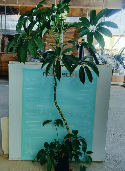 Счеффлера Олд Паул 21 90-1.1M 21 90