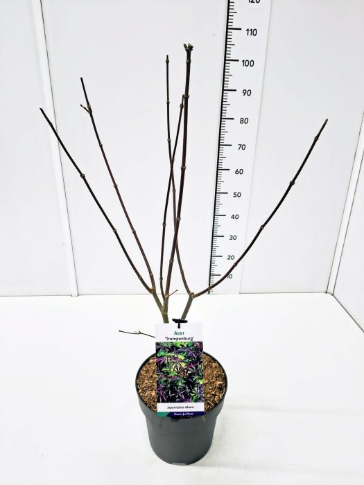 Acer palm. 'Trompenburg' 60-80C7, D 25