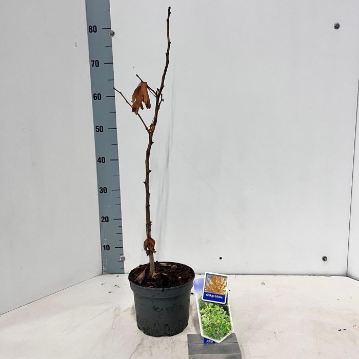 Ginkgo biloba, D 17