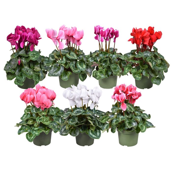 Cyclamen grootbl. gemengd, D 13