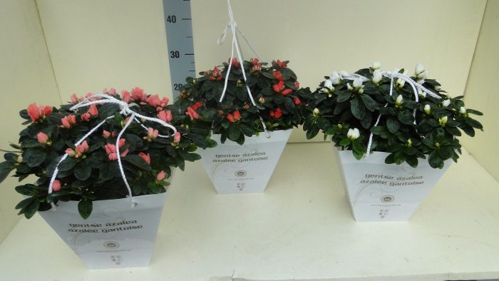 AZALEA INDICA CARRYBAG 35 CM, D 15