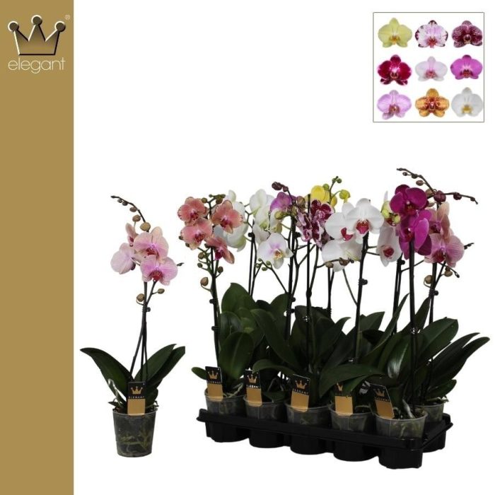 Phalaenopsis 1 tak gemengd 6+ bloem, D 12