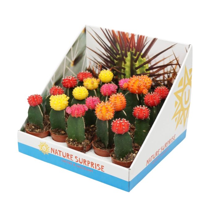 Gymnocalycium mix geënt 5,5 cm in presentatiedoos, D 5,5