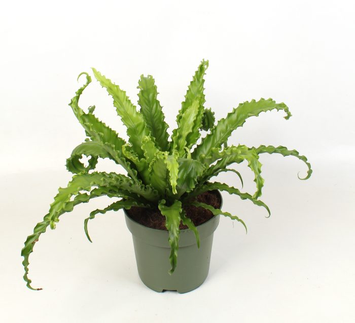 Asplenium antiquum Osaka, D 21