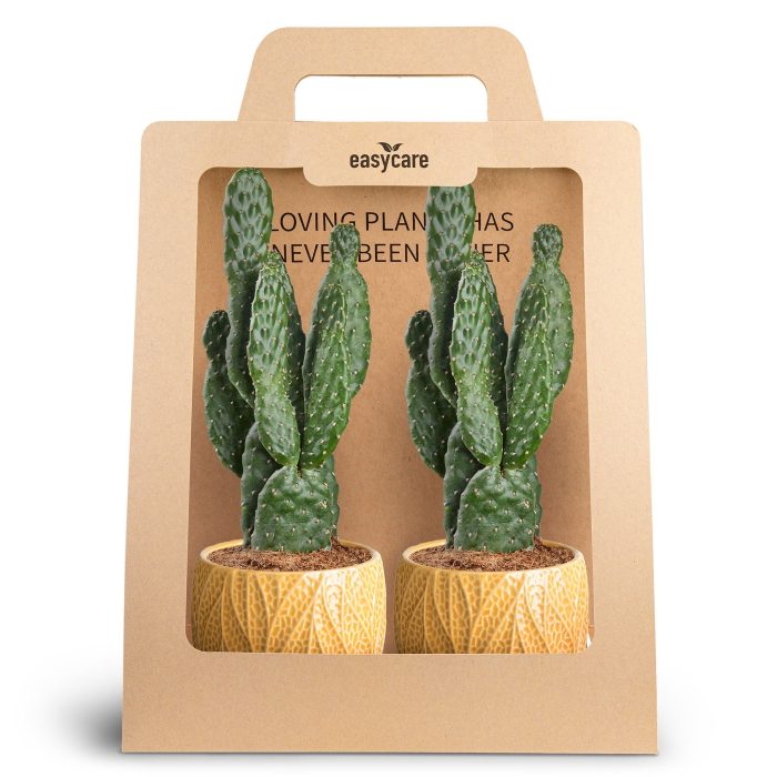 2-Pack Leaf Tangerine, Opuntia, D 10