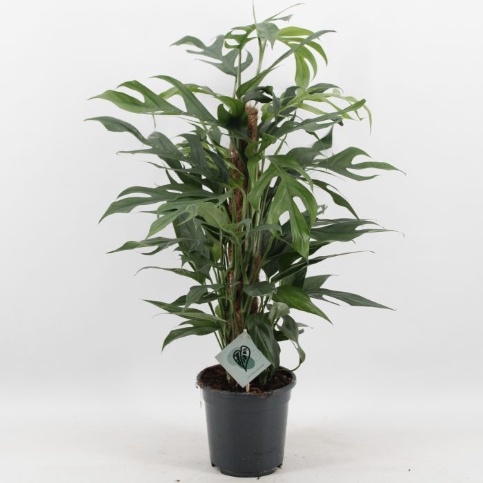 Epipremnum Pinnatum Baltic Blue Mosstok, D 17
