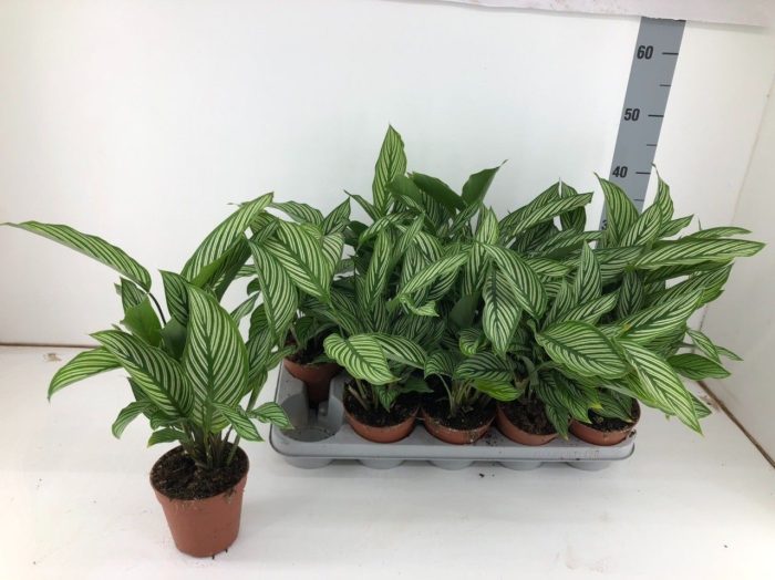 Calathea Vittata P12, D 12
