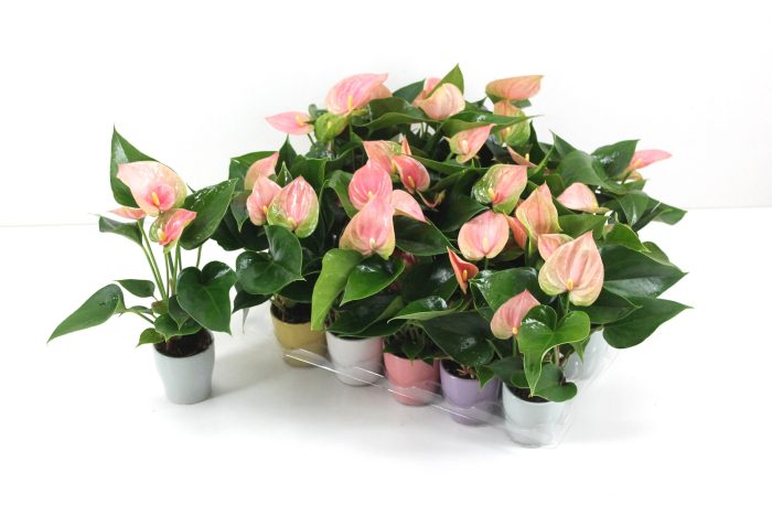 Anthurium Flamingo Pink 7cm met keramiek, D 7