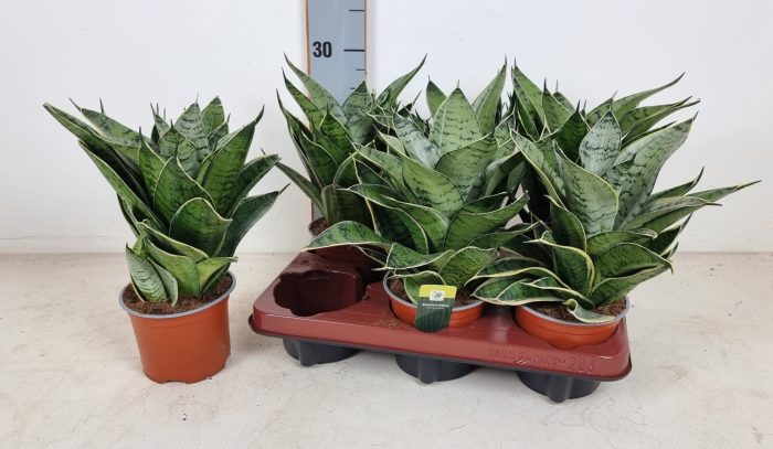 Sansevieria trifasciata Silver Star Hahnii 12cm, D 12
