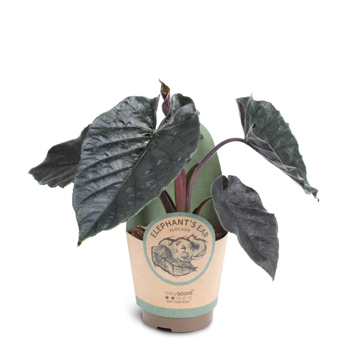Alocasia ´Antoro Velvet´, D 11