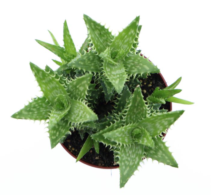 Aloe squarosa, D 12