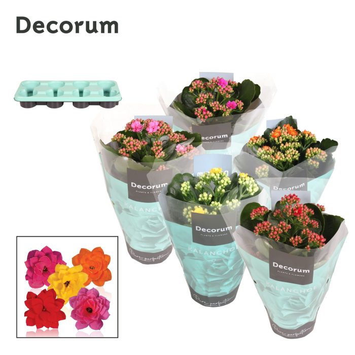 Kalanchoe Decorum - Mix, D 12