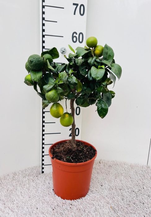Citrus limetta Lime-Rosso on stem, D 19