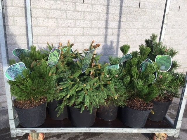 Pinus mix, D 26