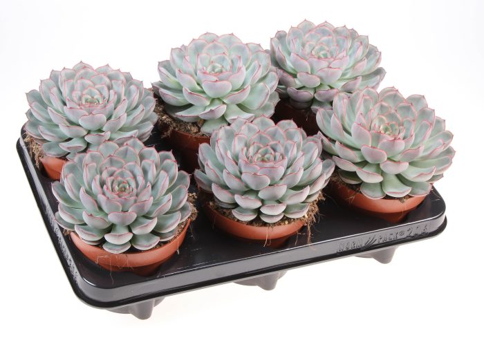 Echeveria mystery, D 12