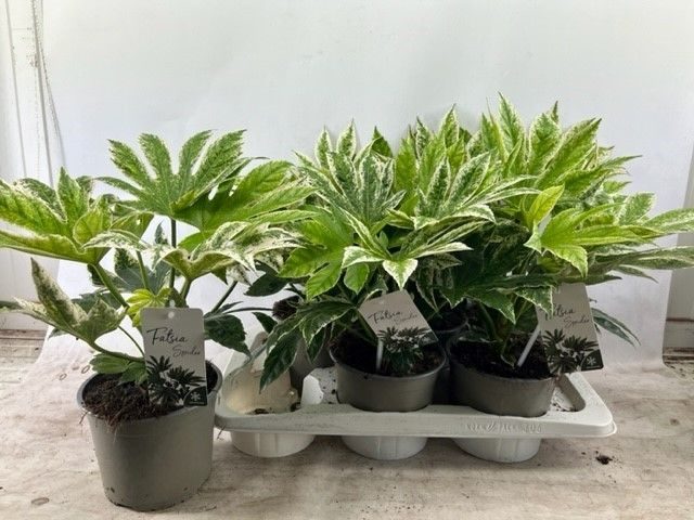Fatsia spider web, D 17