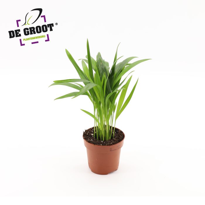 Areca dypsis, D 12