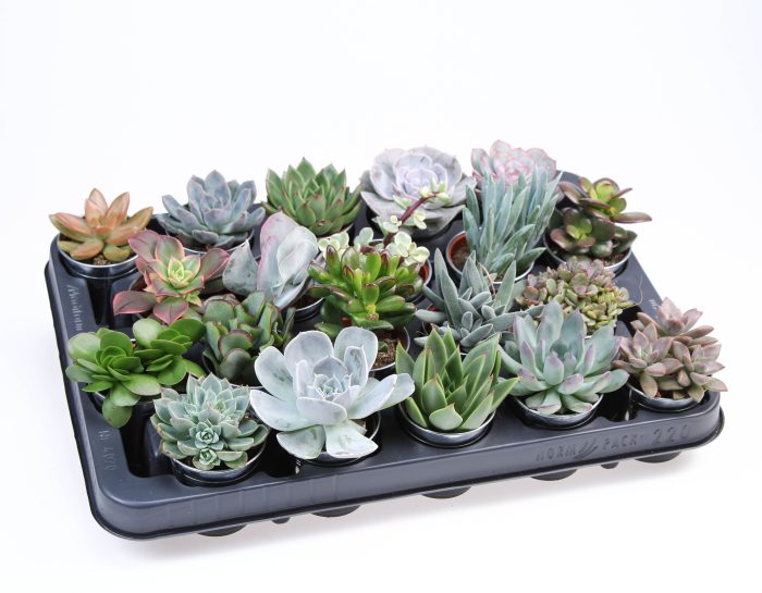 Succulent zinkpot, D 7