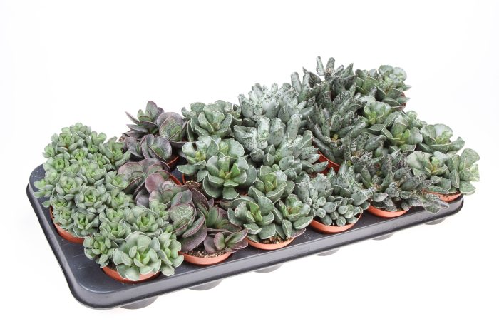 Adromischus mix, D 8,5