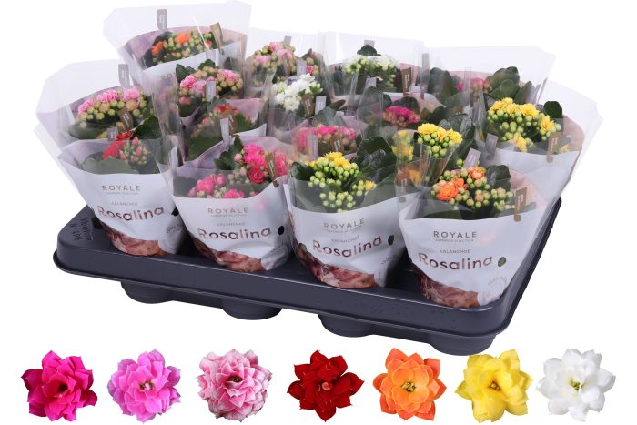 Kalanchoe Rosalina 07cm mix, Royale, D 7