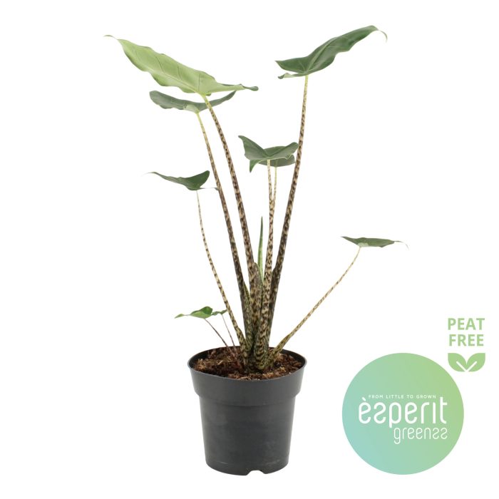 Alocasia zebr. Siberian Tiger, D 17