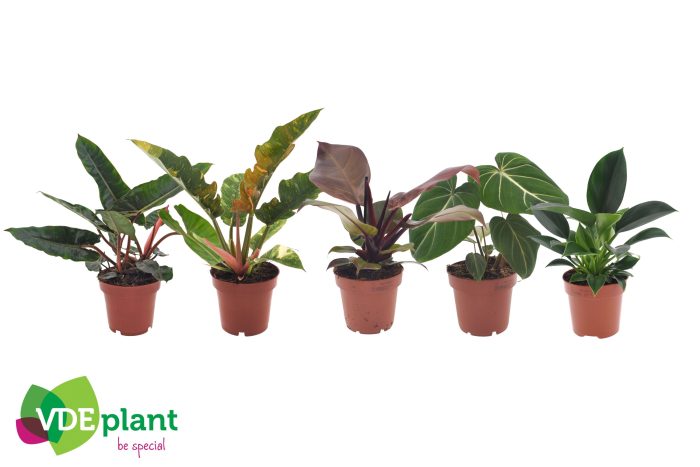 Philodendron mix 12cm, D 12