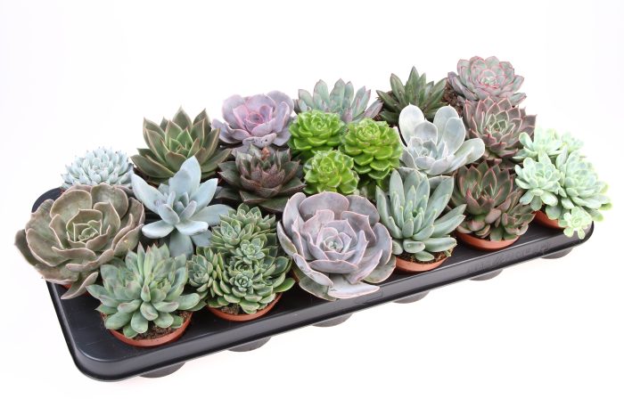 Echeveria mix, D 8,5