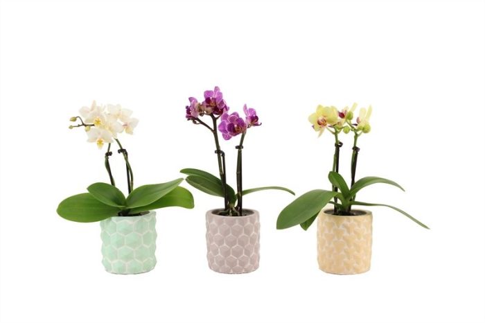 3D p06 keramiek mix Phal Tiny Dolls mix 2T10+ Aqu@, D 6