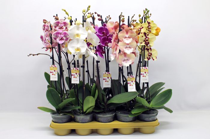 Gemengd 10 kleuren 2-tak 60cm (RIJP), D 12