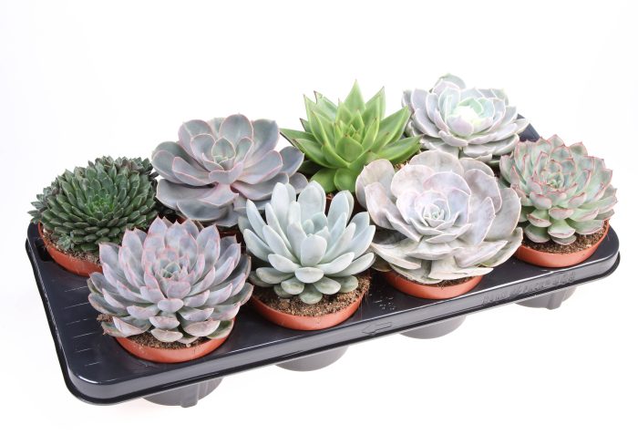 Echeveria mix, D 12