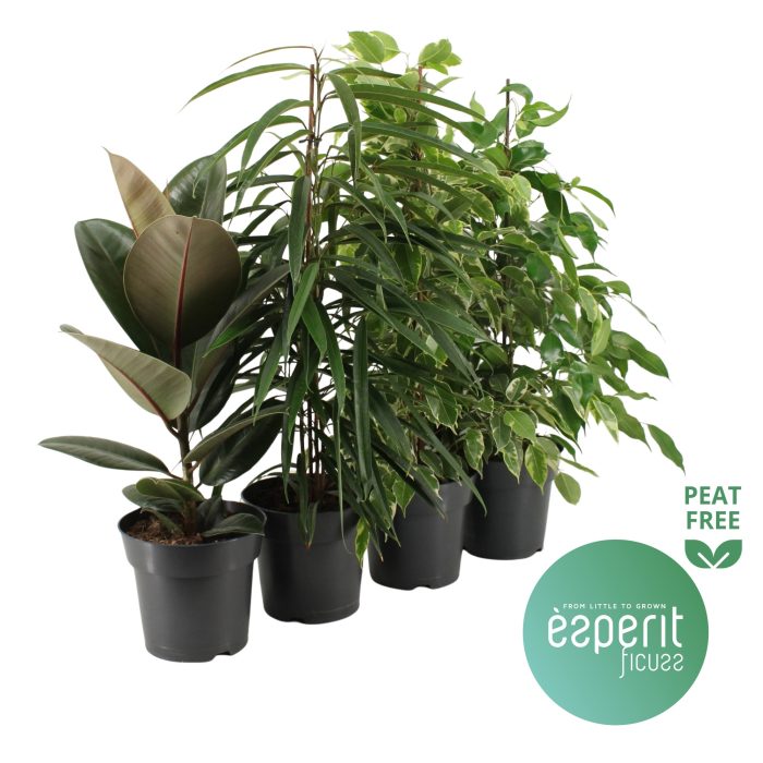 Ficus Ficuss Mix 3-4 srt., D 17