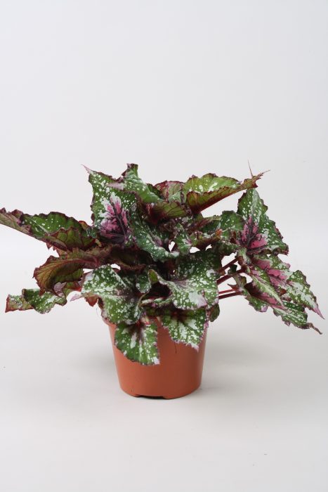 Begonia Beleaf Alaska Creek, D 17