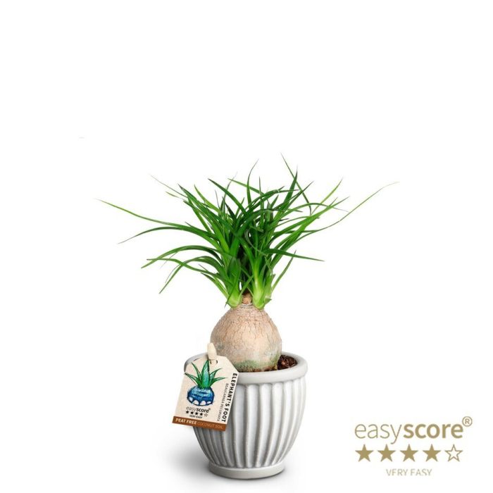 BEAUCARNEA RECURVATA 40603019 Athena, D 7