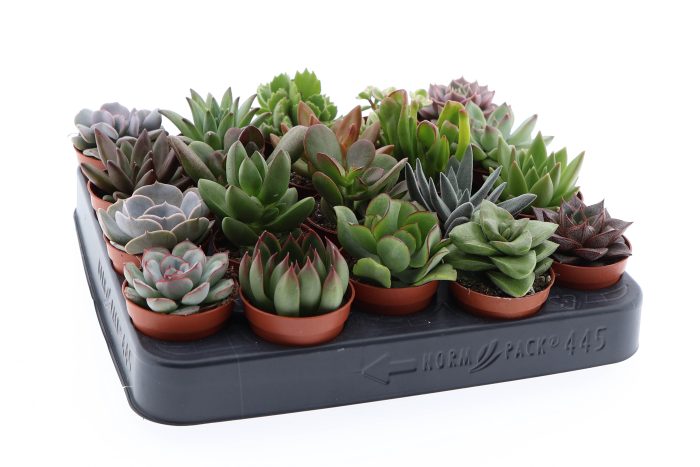 Succulent mix, D 5,5