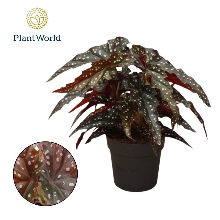 Begonia Black Forrest, D 14