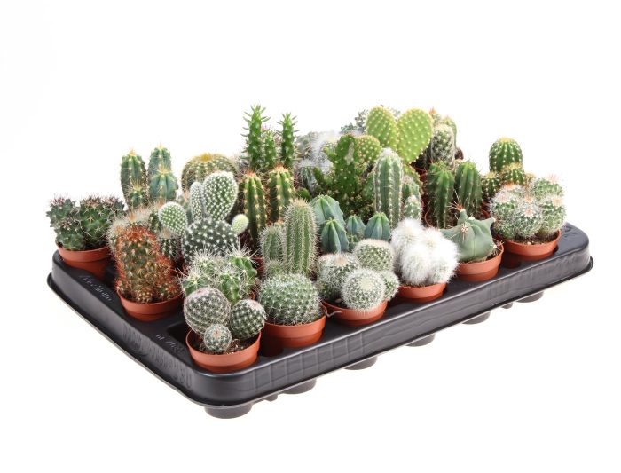 Cactus mix, D 5,5