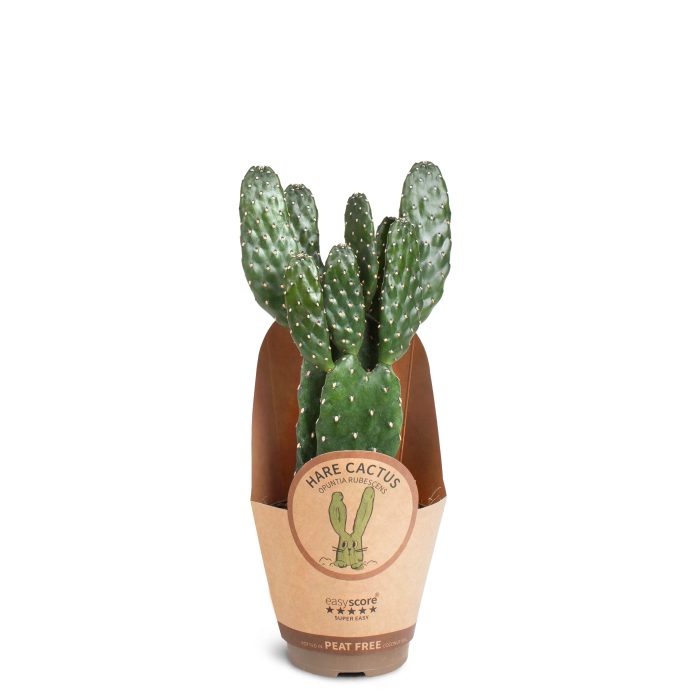 Cactus Opuntia rubescens, D 9