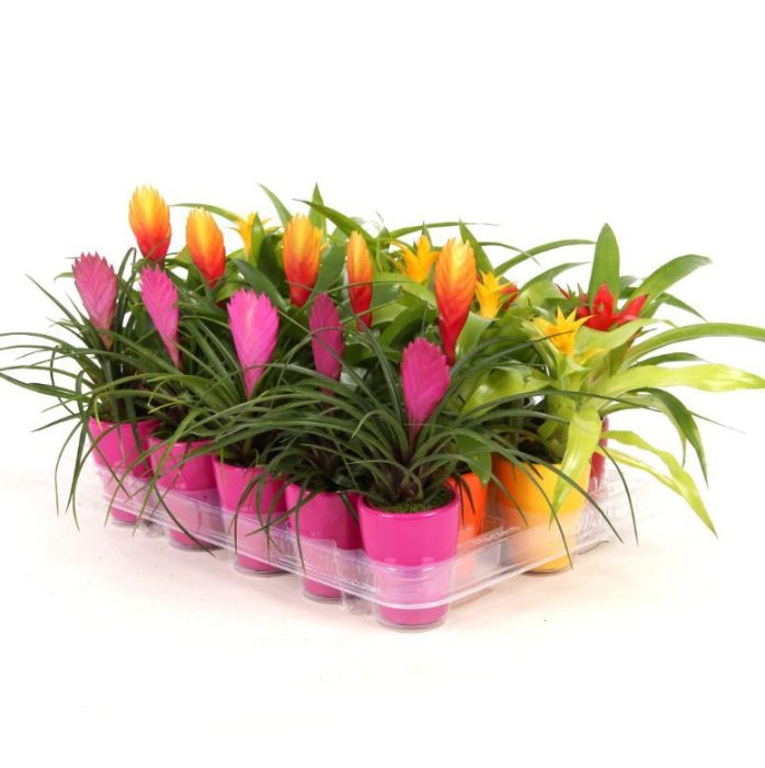 Bromelia mix Keramiek, D 7