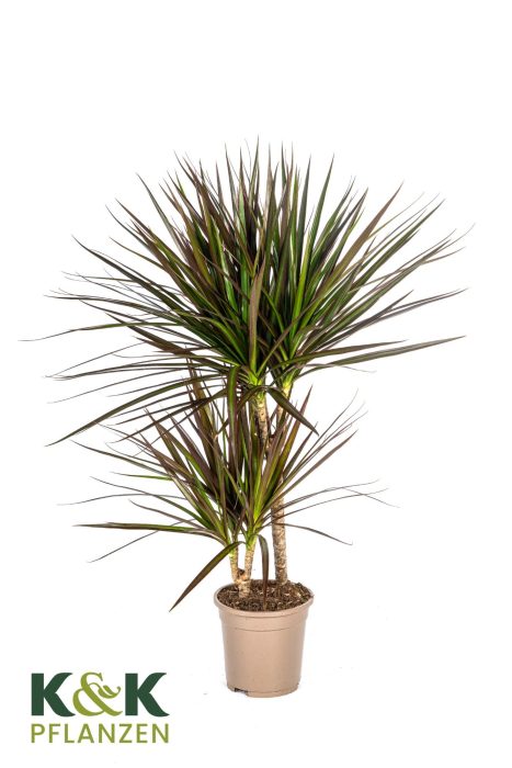 Dracaena Marginata Magenta T17, D 17
