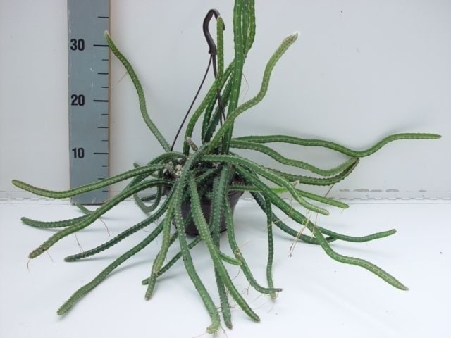 Selenicereus grandiflorus, D 14