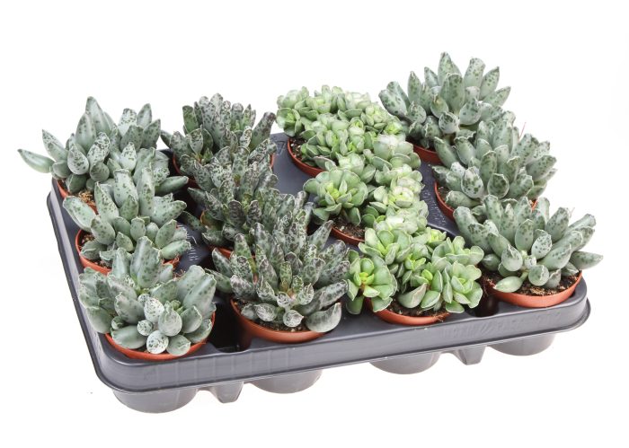 Adromischus mix, D 8,5