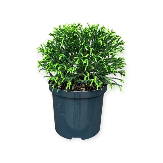 Cryptomeria j. 'Little Champion', D 18