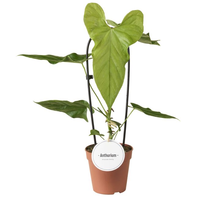 Anthurium Balaoanum, D 12